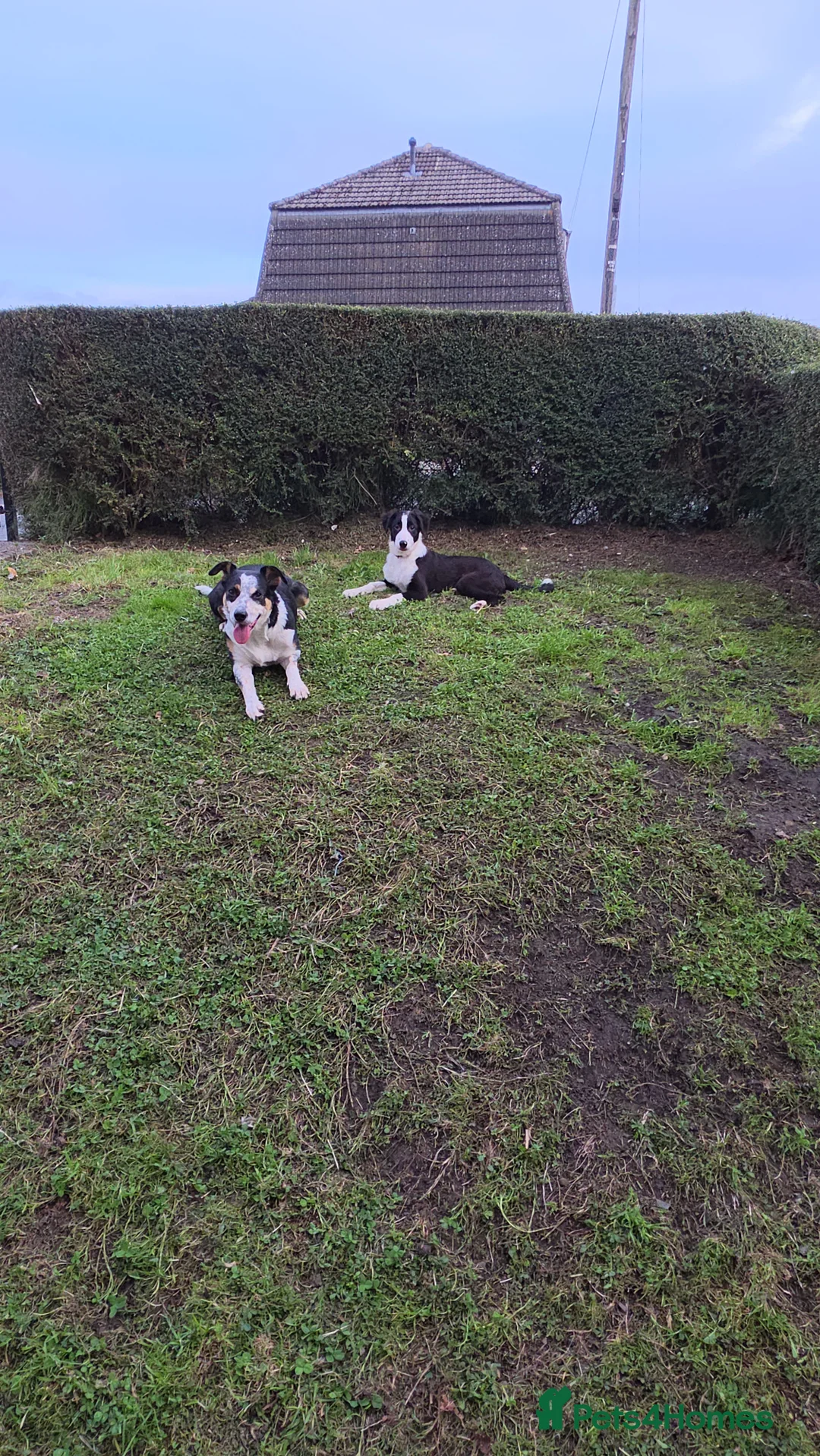 Border Collie dogs for sale: Border Collie pups x1 Female 1x male - Advert 2