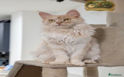 Maine Coon cats for stud: High Red Smoke 66/66 Polydactyl Champion Lines - Advert 12