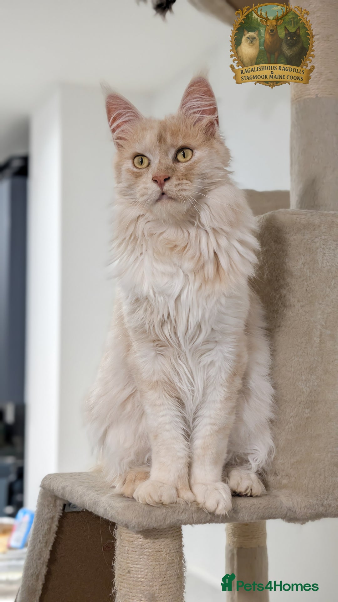 Maine Coon cats for stud: High Red Smoke 66/66 Polydactyl Champion Lines - Advert 12
