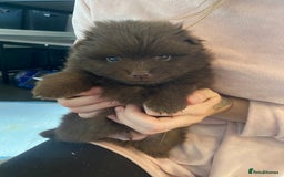 Mixed Breed dogs for sale: Pomspitz super fluffy babies  - Image 20