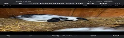 Mini Lop rabbits for sale: Mini lop baby rabbits  - Advert 3