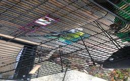 Budgerigars birds for sale: Two budgies  - Image 2