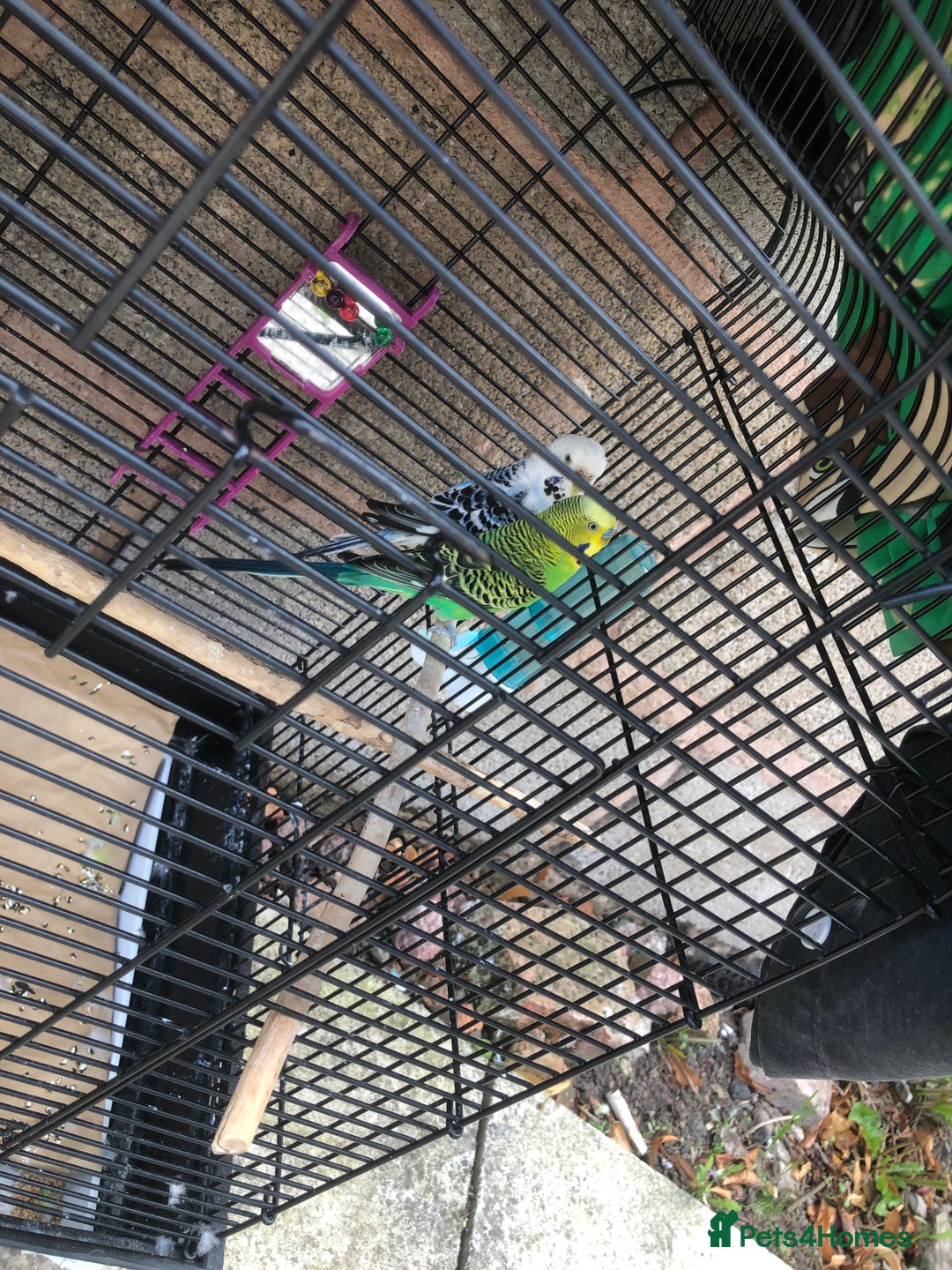 Budgerigars birds for sale: Two budgies  - Image 2