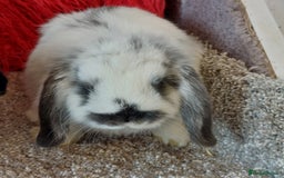 Mini Lop rabbits for sale: 2 minilop  brothers available  - Image 6