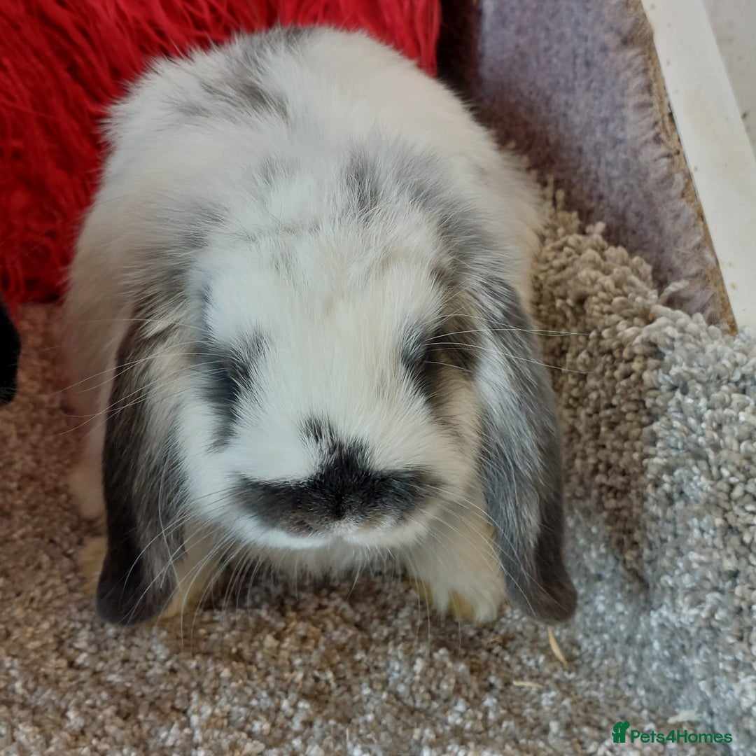 Mini Lop rabbits for sale: 2 minilop  brothers available  - Image 6