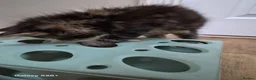 Maine Coon cats for sale: Licensed breeder-maine coon  - Advert 12