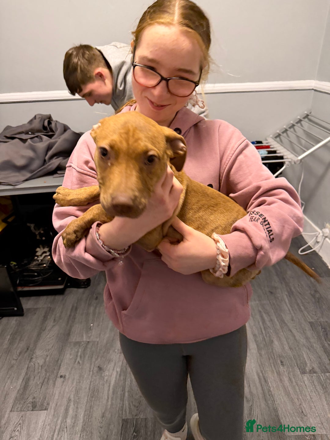 Staffordshire Bull Terrier dogs for sale: Female staff puppy - Advert 14