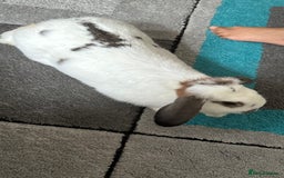 Dutch rabbits for sale: Dutch bunny - Image 7