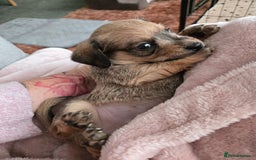 Mixed Breed dogs for sale: One little boy left - Advert 8