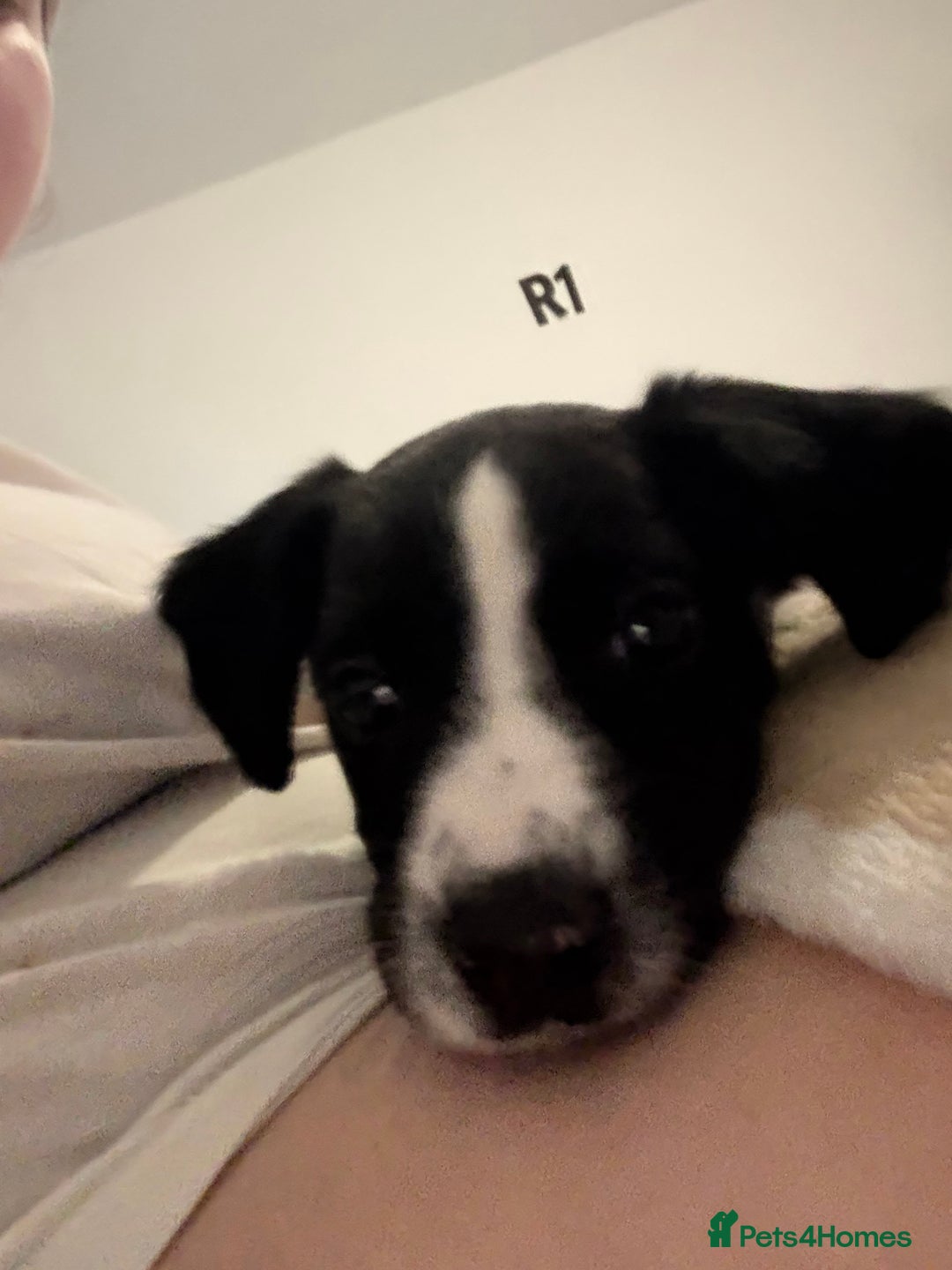 Mixed Breed dogs for sale: Puppy for sale  - Advert 8