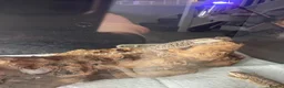Bearded Dragon reptiles for sale: Over 30 bearded dragons needs there forever homes - Advert 2