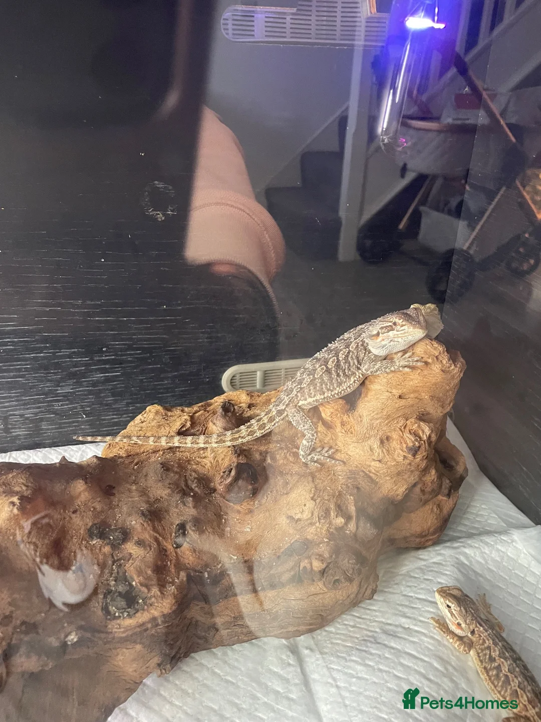 Bearded Dragon reptiles for sale: Over 30 bearded dragons needs there forever homes - Advert 2