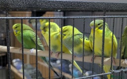 Budgerigars birds for sale: Budgies for Sale Many colours Cages Available  - Image 20