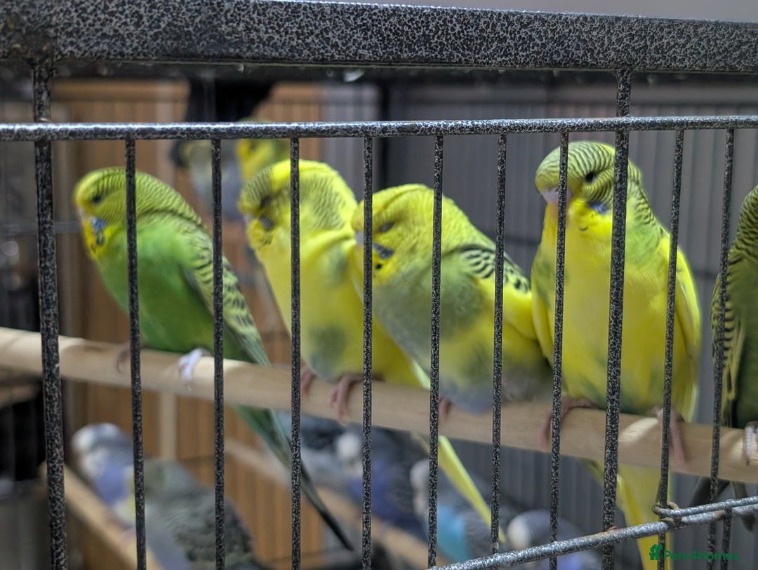 Budgerigars birds for sale: Budgies for Sale Many colours Cages Available  - Image 20