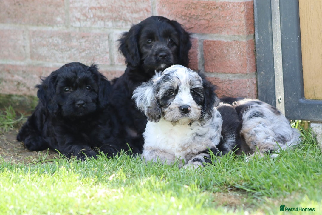 Cavapoo dogs for sale: Beautiful F1 Cavapoo puppies for sale - Image 23