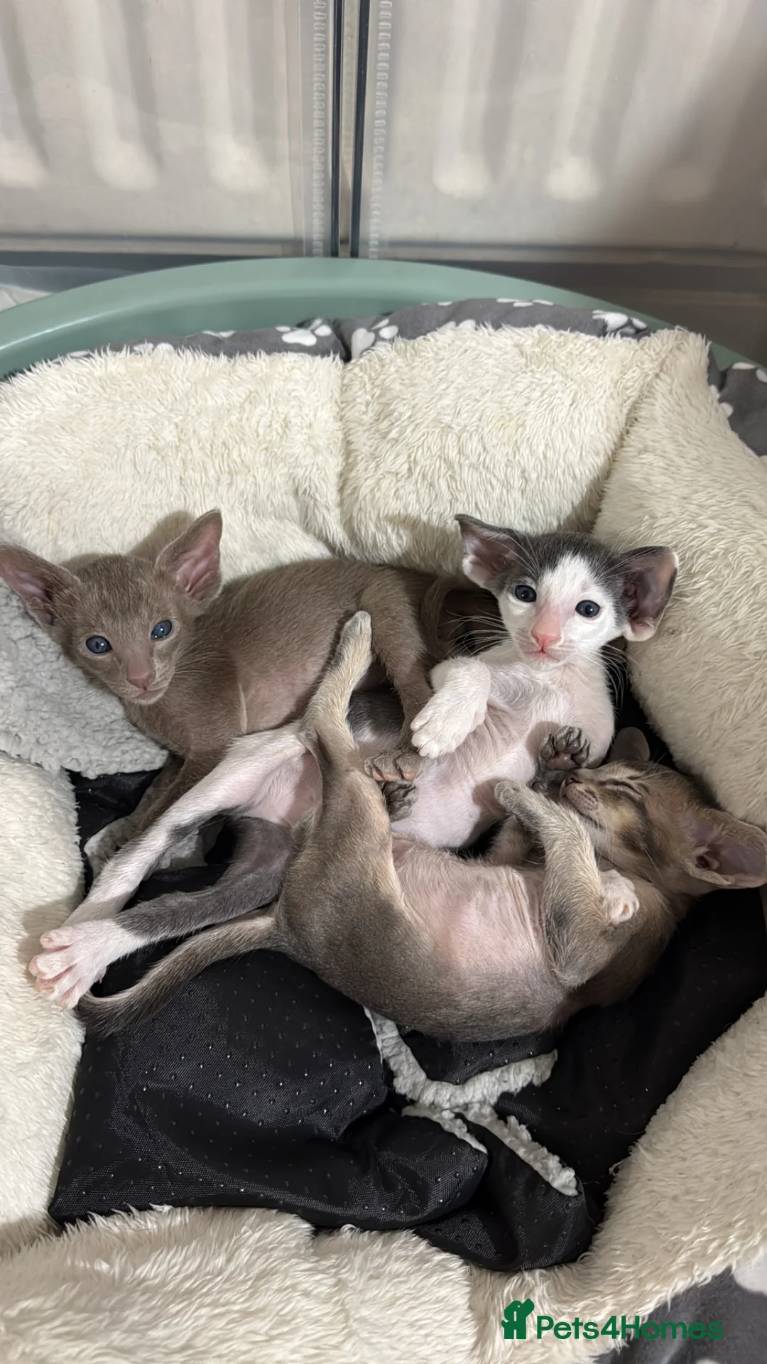Oriental cats for sale: SHOW QUALITY GCCF ORIENTAL SHORTHAIR KITTEN - Advert 1