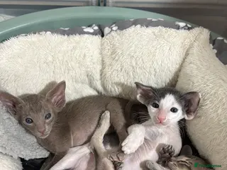 Oriental cats SHOW QUALITY GCCF ORIENTAL SHORTHAIR KITTEN - Advert 1