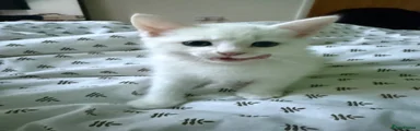Turkish Angora 1