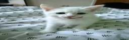 Turkish Angora cats for sale: 3 Beautiful Half Turkish Angora - Advert 4