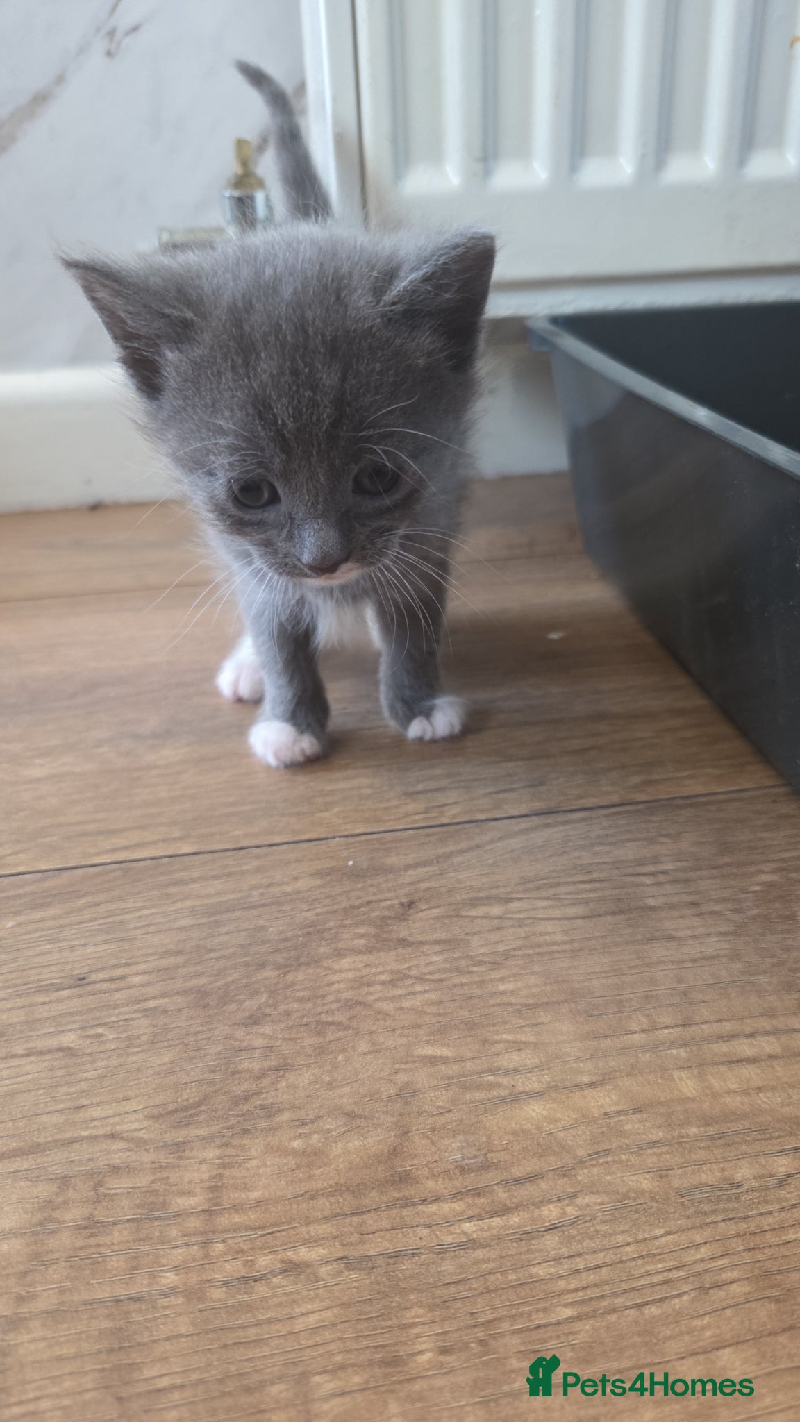 Mixed Breed cats for sale: 4 grey kittens for sale - Advert 9