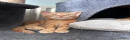 Mixed Breed cats for sale: Four beautiful all ginger kittens  - Advert 4