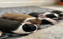 Boston Terrier dogs for sale: Beautiful Chunky KC Boston Terrier Puppies - Image 20