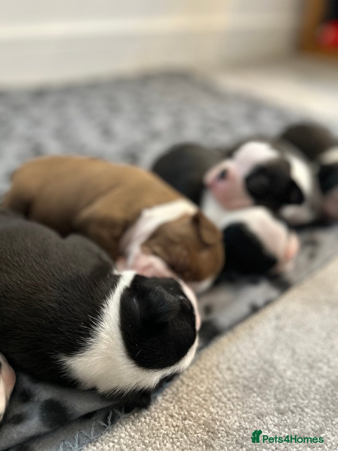 Boston Terrier dogs for sale: Beautiful Chunky KC Boston Terrier Puppies - Image 20