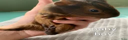 Guinea Pig rodents for sale: Males and females  - Advert 4
