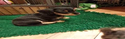 Mixed Breed dogs for sale: Miniature schnoxies  - Advert 19