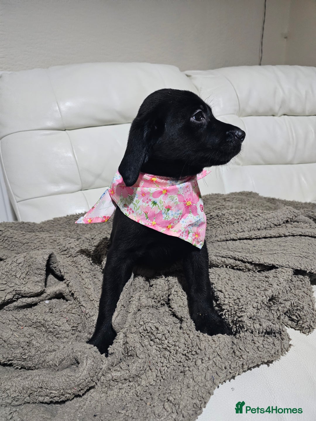 Labrador Retriever dogs for sale: 2boys / 4 girls  READY TODAY FOR FOREVER HOMES - Image 18