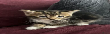 Domestic Shorthair Kitten 1