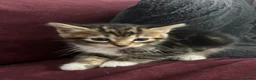 Domestic Shorthair cats for sale: BLACK+GINGER BABY KITTEN/needs to be taken ASAP in London - Advert 6