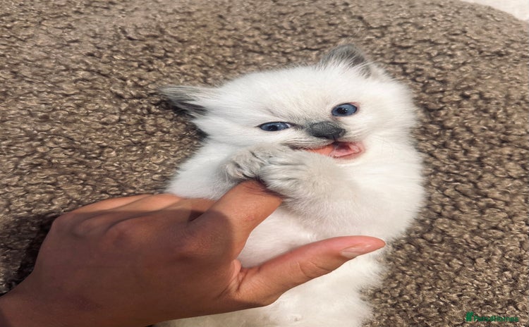 Ragdoll cats - Advert 1