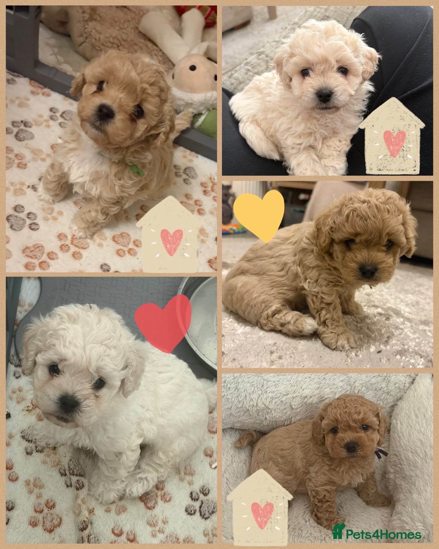 Mixed Breed dogs Beautiful Toy Poochon Puppies - Advert 14