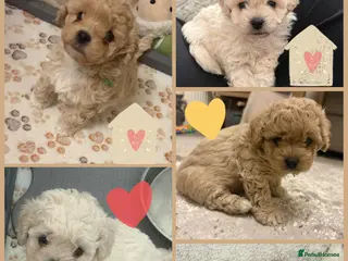 Mixed Breed dogs Beautiful Toy Poochon Puppies - Advert 14