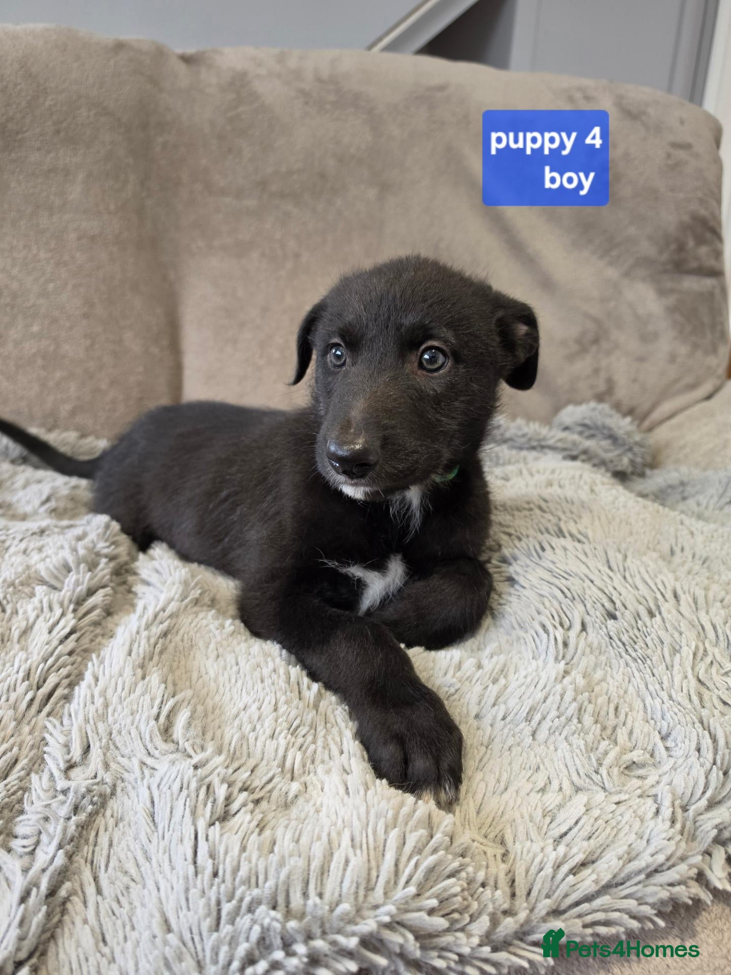Mixed Breed dogs Working Lurcher Puppies ready now   - Advert 1