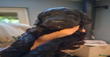 Sproodle dogs - Advert 6