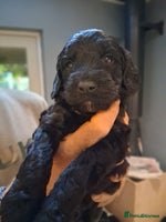 Sproodle dogs - Advert 6