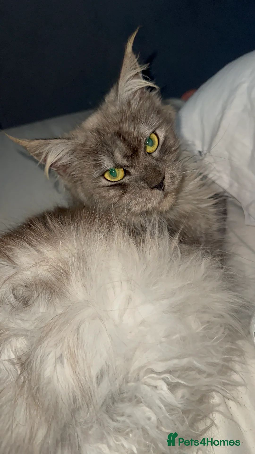 Maine Coon cats for sale: TICA MAINE COON KITTENS - Advert 15