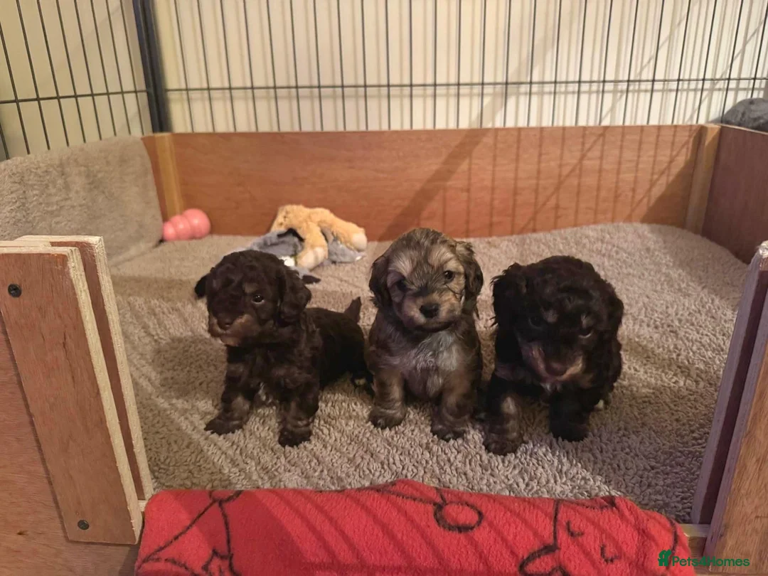 Maltipoo dogs for sale: Adorable Maltipoo girls ready to leave 22nd of Feb - Advert 13