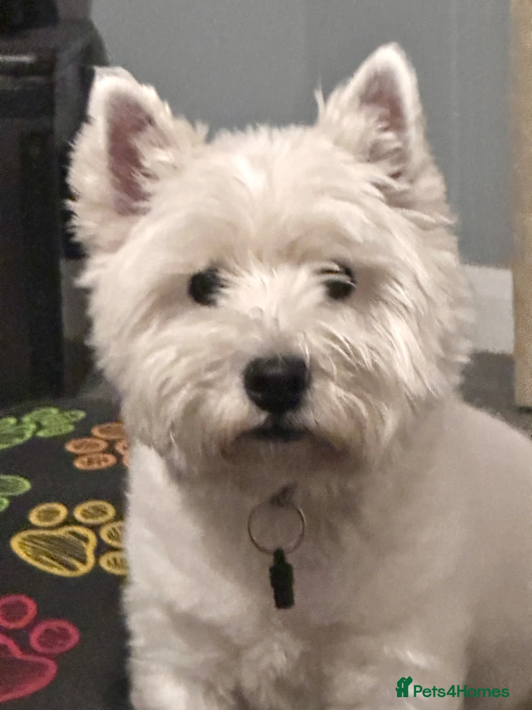 West Highland Terrier dogs for sale: Orphaned white Westie seeks loving Home - Advert 1