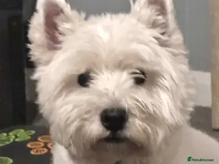 West Highland Terrier dogs Orphaned white Westie seeks loving Home - Advert 7