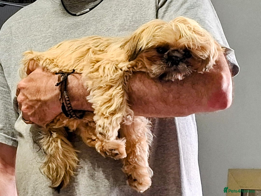 Shih Tzu dogs for sale: Imperial Shi tzu full pedigree puppy  - Image 3
