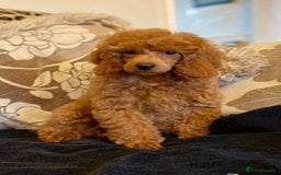 Miniature Poodle dogs for sale: Gorgeous apricot miniature poodle puppies - Image 4
