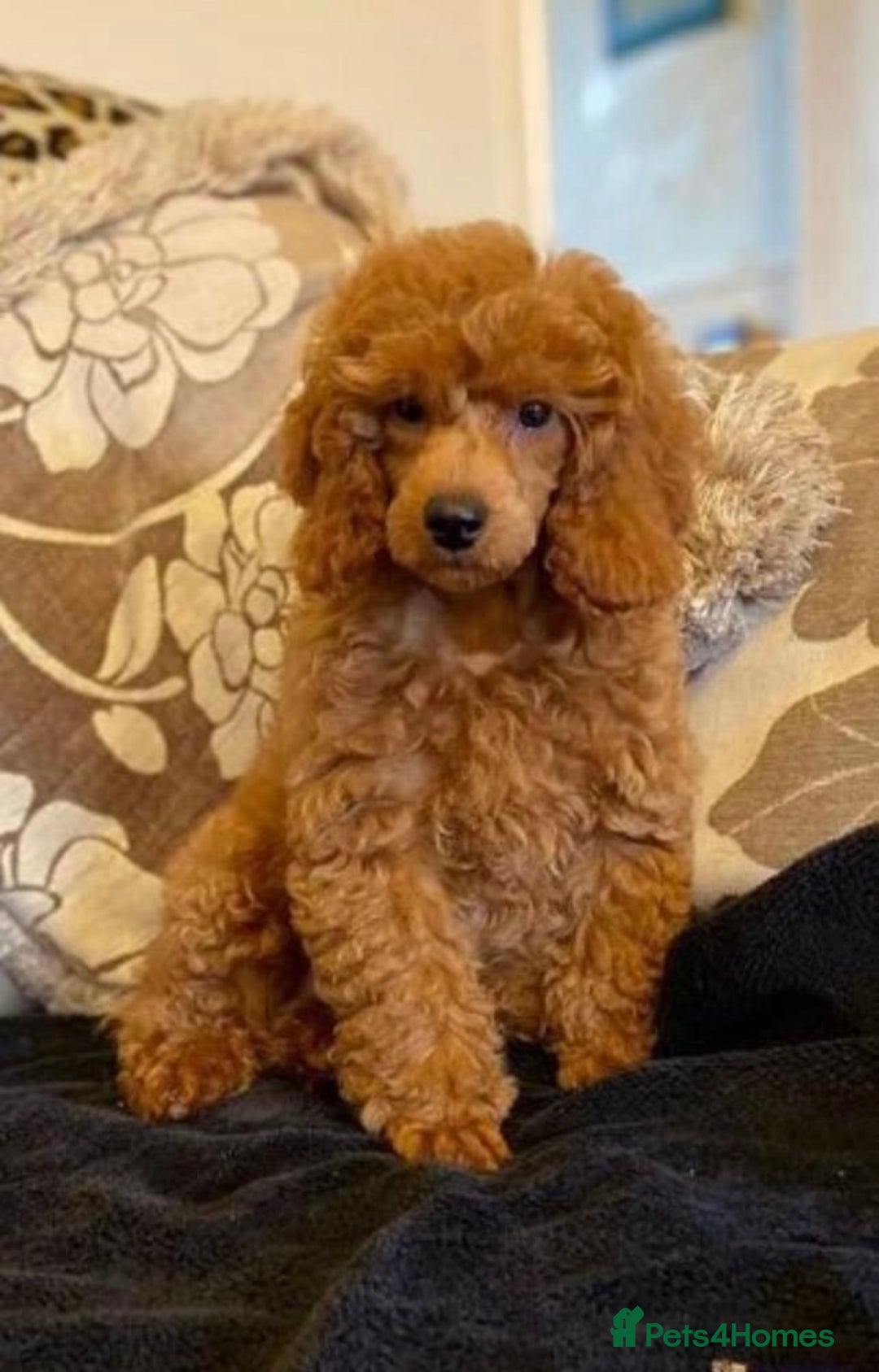 Miniature Poodle dogs for sale: Gorgeous apricot miniature poodle puppies - Image 4