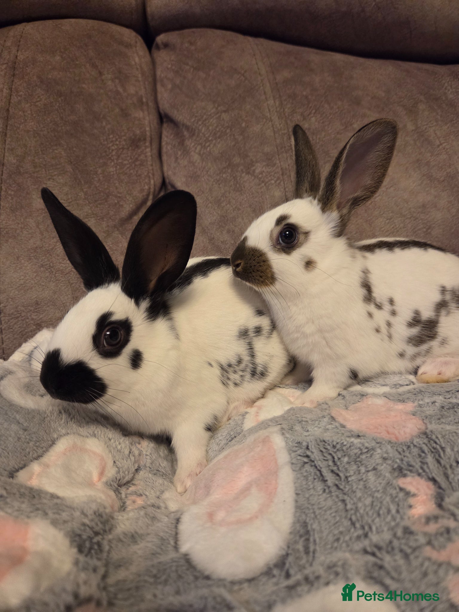 English Spot rabbits 2 x 8 week old English spot Does 🩷 - Advert 1