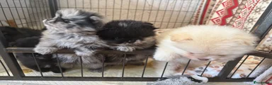 Pomeranian Puppy 6