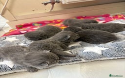 British Shorthair cats for sale: British Blue SH Kittens - Image 5