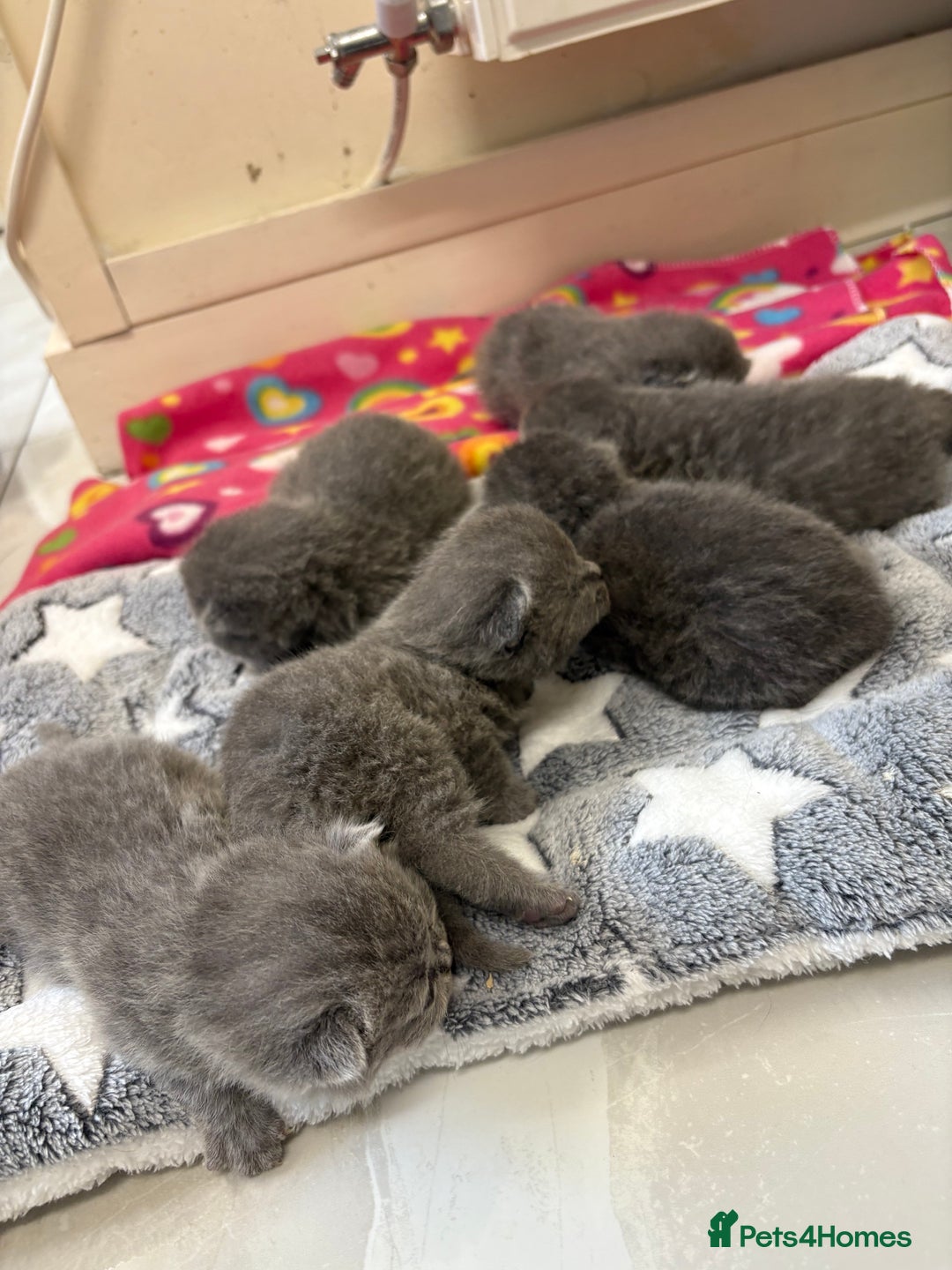 British Shorthair cats for sale: British Blue SH Kittens - Image 5