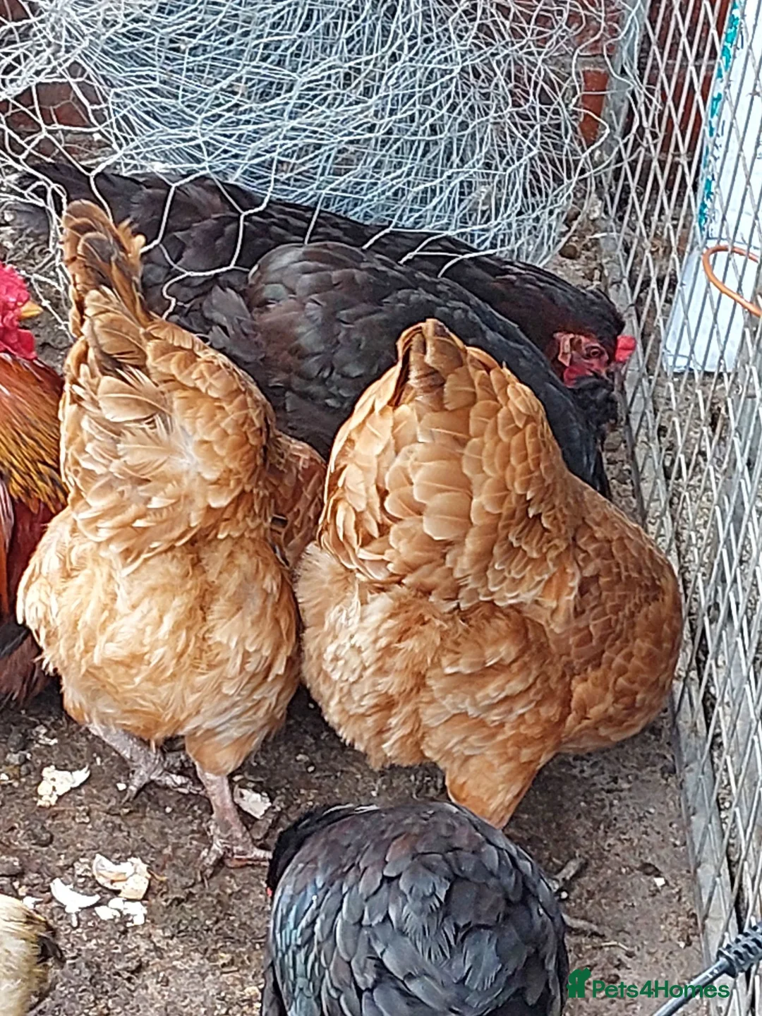 Chickens poultry for sale: 6 Autralaup hens 11 months old laying  - Advert 2